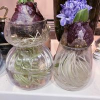 ヒヤシンス,癒しの癒シンス　ブルーパール,水栽培,キッチンの画像