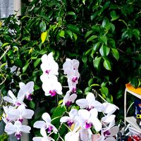 ベンジャミン,観葉植物,癒し,夕焼け,緑のある暮らしの画像