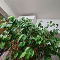 ベンジャミン,今日のお花,キュンキュン乙女倶楽部,春よ来い,キュンキュン乙女倶楽部No.0278の画像