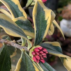 花のある暮らし,今日のお花,花いろいろ,おうち園芸,棚の画像