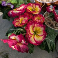 花のある暮らし,今日のお花,花いろいろ,おうち園芸,棚の画像