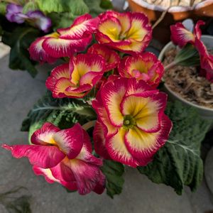 花のある暮らし,今日のお花,花いろいろ,おうち園芸,棚の画像