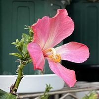 カランコエ,シコンノボタン,ハイビスカス,ポインセチア,ポインセチアの画像