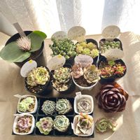 ブラックプリンス,ブルードラゴン,レッドライト,マッソニア・ディプレッサ,シンデレラクラスタリングの画像