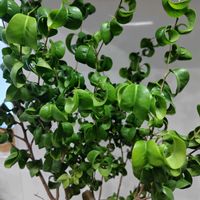 プリムラ,ベンジャミン・バロック,ベンジャミン,フィカスベンジャミンバロック,観葉植物の画像