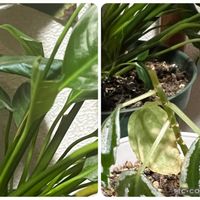 ピレア,スパシフィラム,多肉植物,観葉植物,GS 大好きの画像