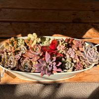 多肉植物の寄せ植え,寄せ植え,多肉植物,多肉中毒,ベランダ多肉の画像
