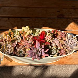 多肉植物の寄せ植え,寄せ植え,多肉植物,多肉中毒,ベランダ多肉の画像