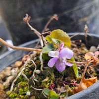 スミレ,スミレ,スミレ,スミレ,ニオイタチツボスミレの画像