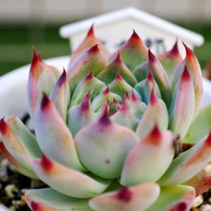 エケベリア, 富士山,多肉植物,エケベリア属,温室の画像