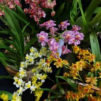 オンシジウム,洋蘭,洋ラン,らん,洋らんの画像