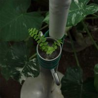 アジアンタム,シダ植物,富山県中央植物園の画像