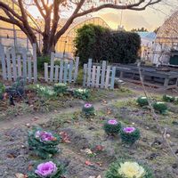 ガーデニング,花のある暮らし,DIYウッドフェンス,パーゴラDIY,花が好きの画像