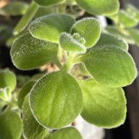 アロマティカス,アロマティカスの森(*ˊ˘ˋ*)｡♪:*°の画像