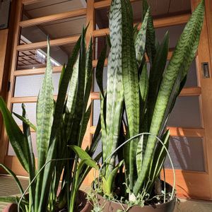 サンスベリア,サンスベリア,ドルフィンネックレス,ドルフィンネックレス,サンスべリアの画像