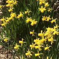 スイセン,プリムラ,ヘリクリサム,シレネ ピンクパンサー(シレネ カロリニアナ),お散歩中の画像