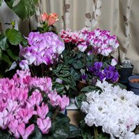 花のある暮らし,シクラメン大好き,ハイビスカスの蕾,リビング窓辺の画像