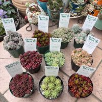 虹の玉,姫秋麗,プロリフィカ,玉葉,レッドベリーの画像