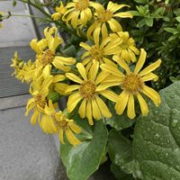 ツワブキ,花のある暮らし,日曜ビタミンカラー♪の画像