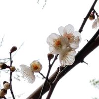 ウメ,ウメ,梅,無農薬,菌ちゃん農法の画像