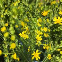 カランコエ,スイセン,フクジュソウ,ゴールデンクラッカー,タンポポの画像