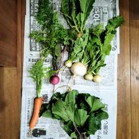 黒田五寸人参,黒田五寸人参,もものすけ,紅菜苔（こうさいたい）,聖御院蕪の画像