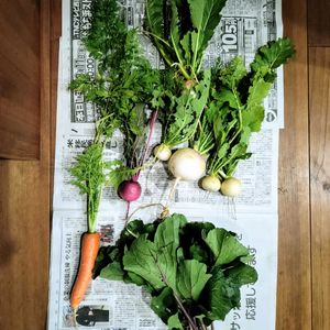 黒田五寸人参,黒田五寸人参,もものすけ,紅菜苔（こうさいたい）,聖御院蕪の画像