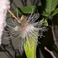 サガリバナ,熱帯植物,沖縄,横浜の画像