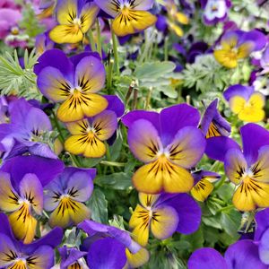 ビオラ,ビオラ,花壇の画像