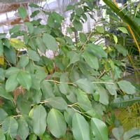 アイビー（ヘデラ）,ベンジャミン,ベンジャミン,ベンジャミン,サルビア ファリナセア(ブルーサルビア)の画像