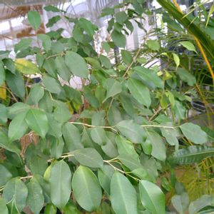 アイビー（ヘデラ）,ベンジャミン,ベンジャミン,ベンジャミン,サルビア ファリナセア(ブルーサルビア)の画像