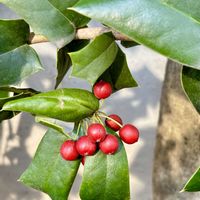 ヒイラギ,オリヅルラン,ガーデンシクラメン,花壇,通勤路の画像