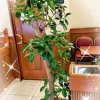 シュンギク,ベンジャミン・スターライト,ポットマム,フィカス アルティシマ,ベンジャミンの画像