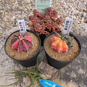 ブルボーサ,ホワイトストーンクロプ,緋牡丹錦,緋牡丹錦,緋牡丹錦の画像