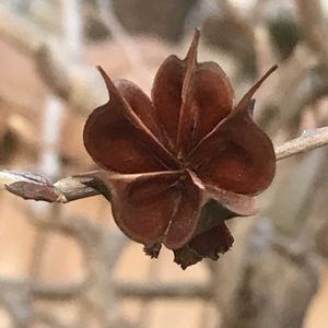 アブラチャン,マンサク,アオモジ,ナツツバキ,花木の画像