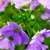 ネメシア,安曇野,信州大好き⛰️,紫の花,ムラサキの花の画像