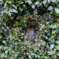 ツバキ,ヒイラギ,タンポポ,鳥さん,太陽の画像