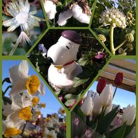 スイセン,チューリップ,ツワブキ,ヤツデ,ワタの画像