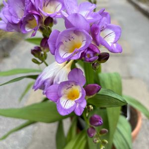 フリージア,フリージア,フリージア,番外,室内の画像