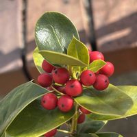 ヒイラギ,ヒイラギ,セイヨウヒイラギ,レンガ,今日のお花の画像