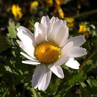 クリスマスローズ,クリスマスローズ,シバザクラ,シバザクラ,ノースポールの画像