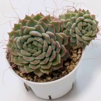 ビンセントカトー,多肉植物,葉挿し,リメ缶,多肉寄せ植えの画像