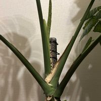 モンステラ,観葉植物,室内管理の画像