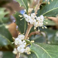 ヒイラギ,ヒイラギの実生,ヒイラギ雌株の両性花,ヒイラギの芽生え,ヒイラギの果実の画像