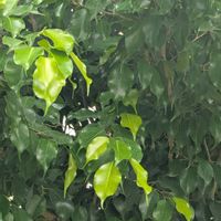 ベンジャミン,ベンジャミン,ベンジャミン,ベンジャミン,ベンジャミンの画像