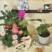 アネモネ,アネモネ,ストック,ストック,マーガレットの画像