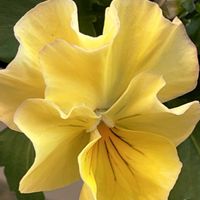 ガーベラ,ガーベラ,パンジー ミニフリフリ,パンジー ミニ フリフリ,パンジー ミニ フリフリの画像