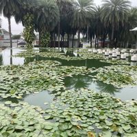 スイレン,スイレン,スイレン,スイレン,スイレンの画像