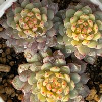 ミックスベリア ちょこん,多肉植物,癒し,紅葉多肉の画像