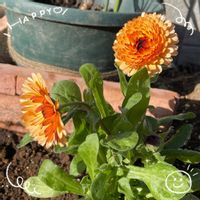 キンセンカ,お花大好き♡,復興祈願,今日も笑顔で♡,笑顔配達人♡の画像